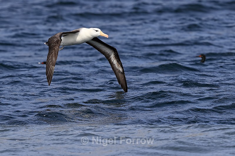 Black-browed Albatross takes off from sea, West Point Island - Black-browed Albatross