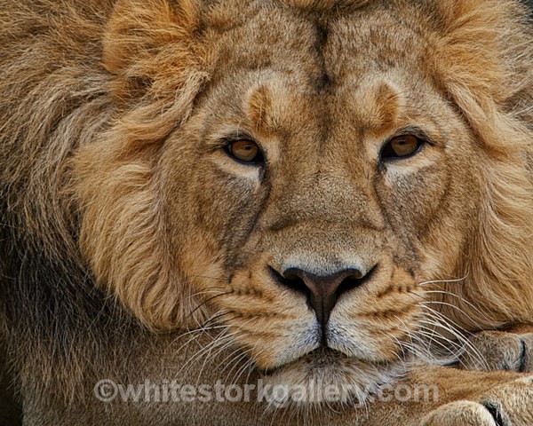African Lion - Wildlife and Animals