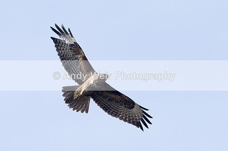 20120325-_MG_9968 - Raptors