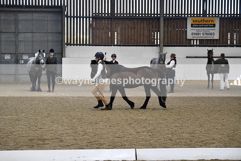 WJ5_4196 - Class 6 In hand M&M - Large Breeds