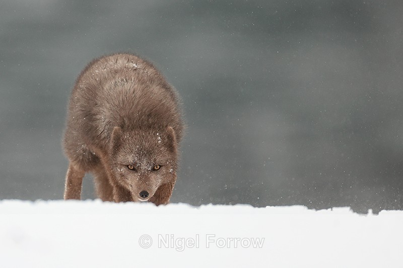Arctic Fox stares ahead, Hornstrandir, Iceland - Arctic Fox