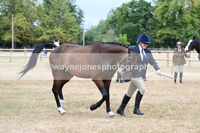 WJ7_9885 - Class 5a Most Handsome Gelding (above 14.2hh)