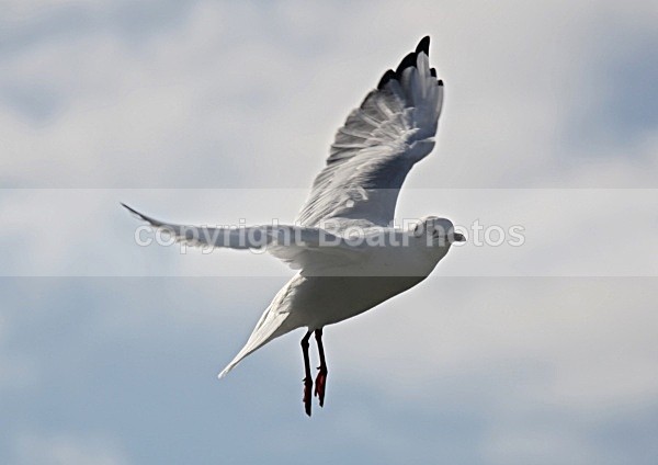 090917 SEAGULL04 IMG_7124 - Wildlife