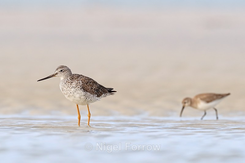 Greater Yellowlegs and Dunlin, Florida - Greater Yellowlegs