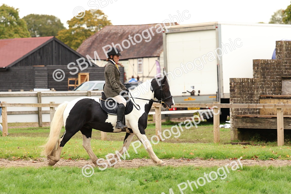 SBM_59868 - S36 - Rehabiliated Rescue Horse & Pony In Hand & Ridden