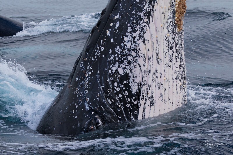 0A3A6763. The Eye - 2023 Whale Photos