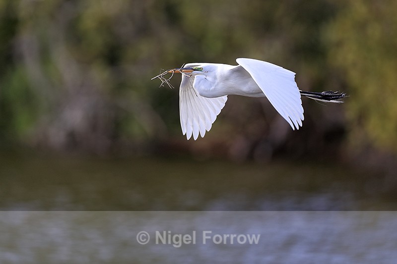 Flying Great Egret with branch, Venice Rookery, Florida - Great Egret