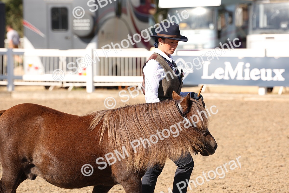 SBM_13865 - Class 205 - IH Show Pony - Show Hunter Pony