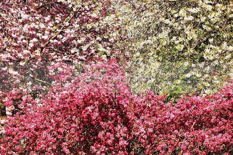 Trees - Plants and Trees