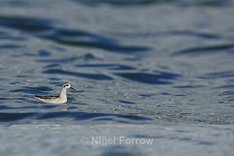 Red-necked Phalarope (juvenile), Farmoor - Red-necked Phalarope