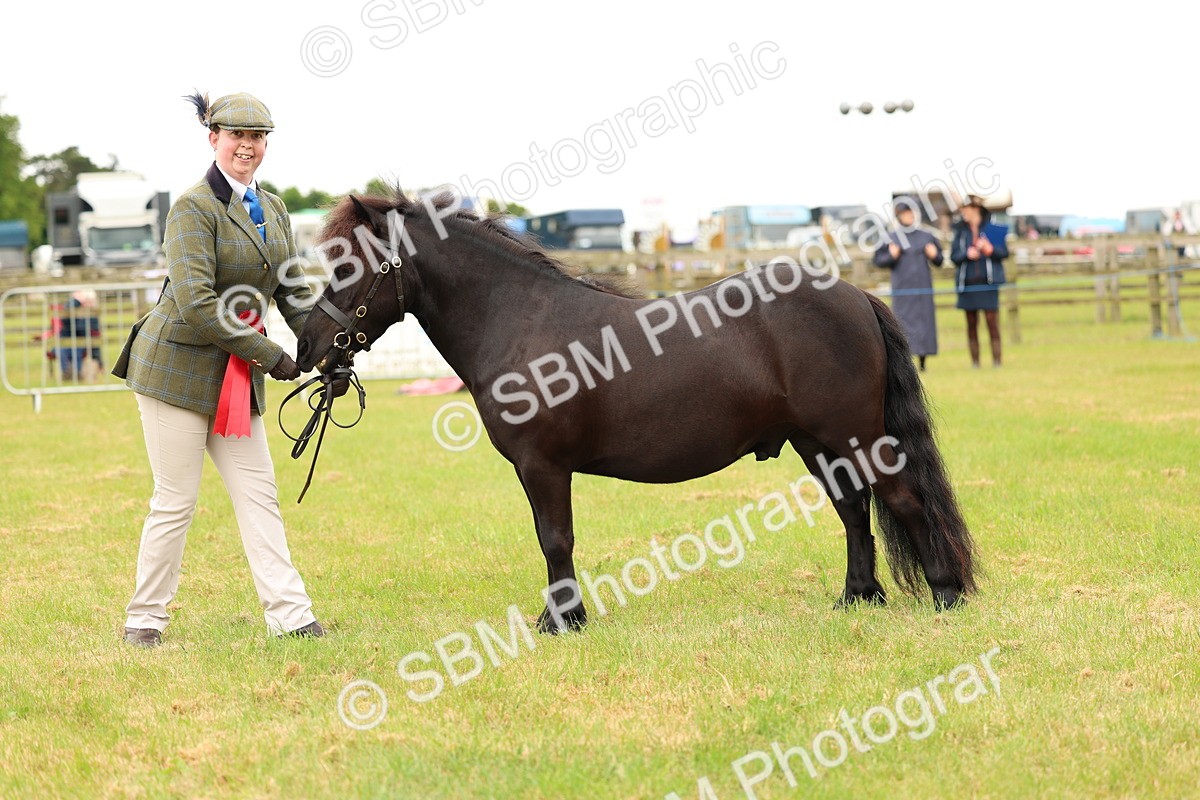 SBM_04344 - Class 64-67 - Shetland Pony In Hand