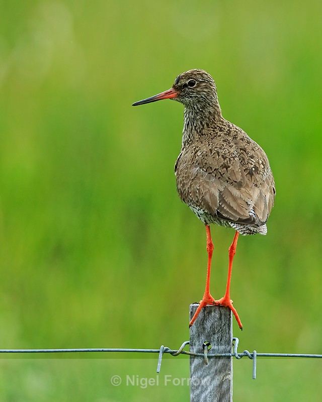 Redshank on fence post, Iceland - Redshank