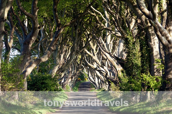 Dark Hedges, Beech trees in a row, Co. Antrim, Northern Ireland - Ireland