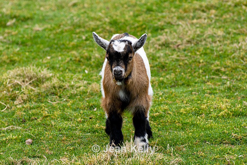 Pygmy Goat Kid - DSC_4254 - Goats