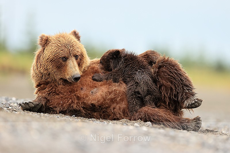 Brown Bear feeding cub on beach, Silver Salmon Creek, Alaska - Brown Bear
