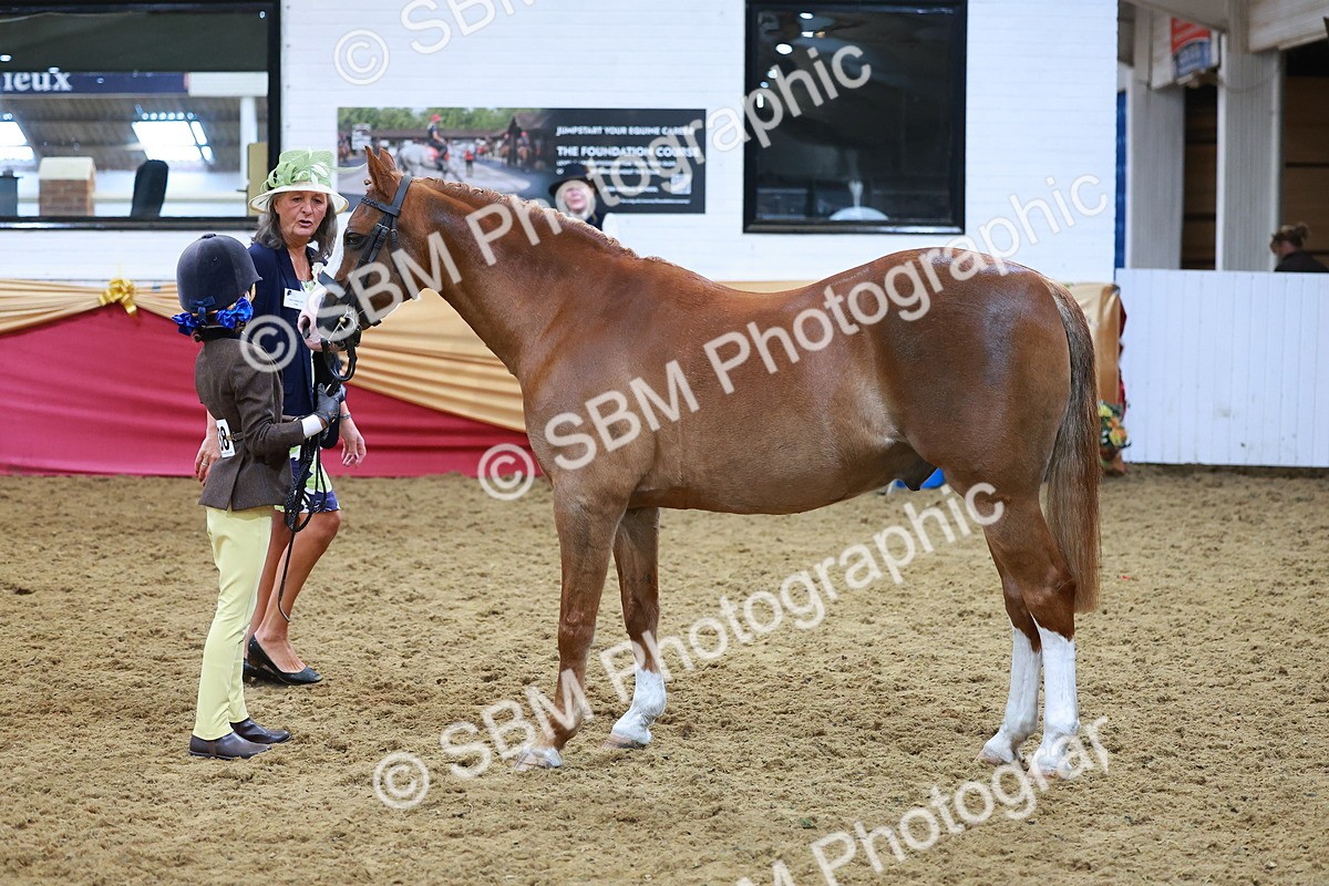 SBM_07720 - Class 101 - HOYS Veteran Qualifier - Ridden Diamond