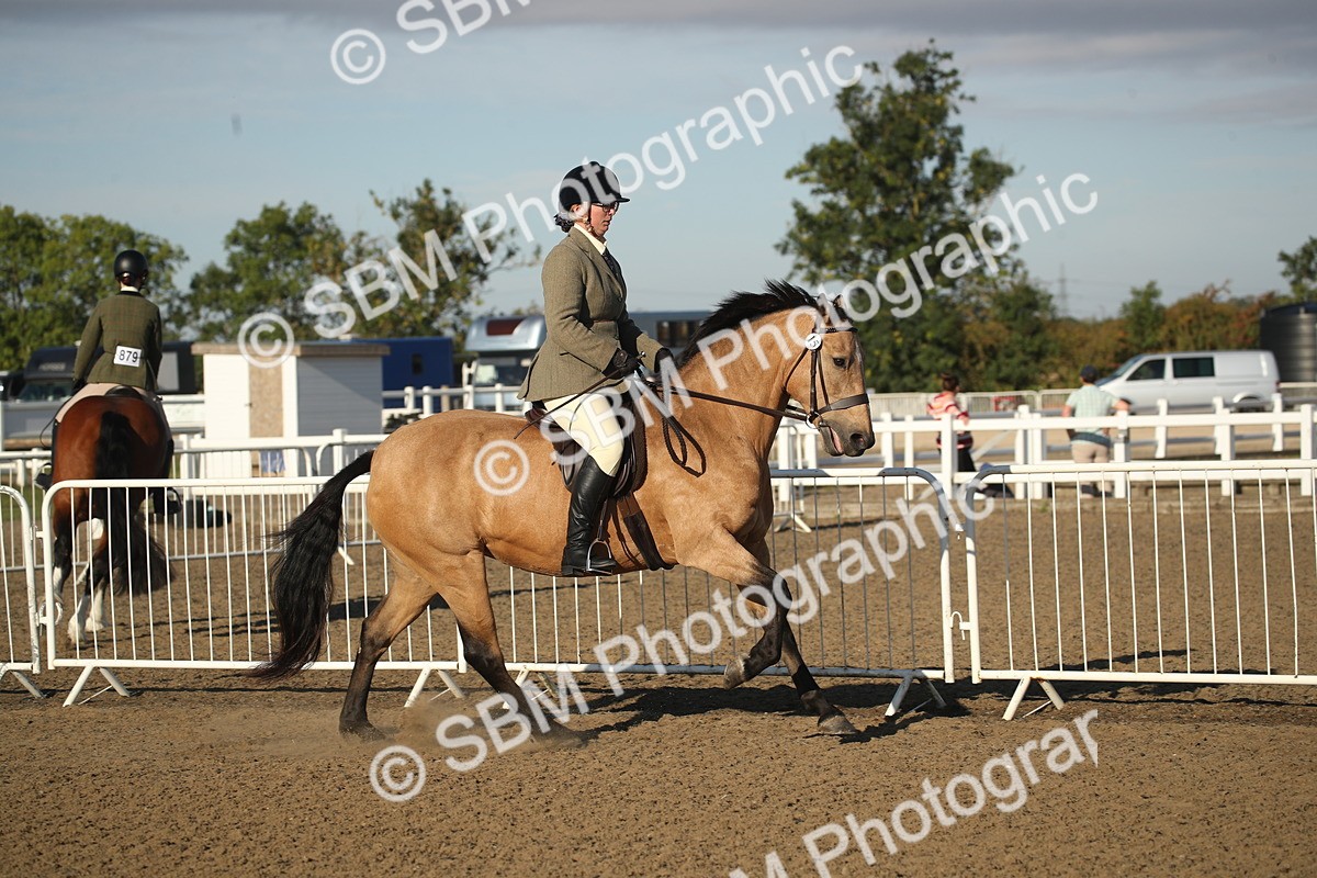 SBM_11512 - Class 502 - Riding Club Horse