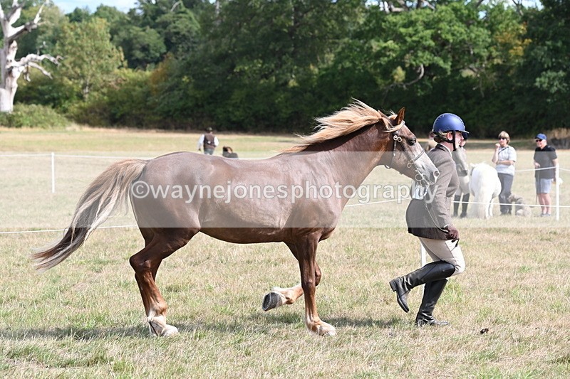 WJ6_6453 - Class 20 In-hand Cob
