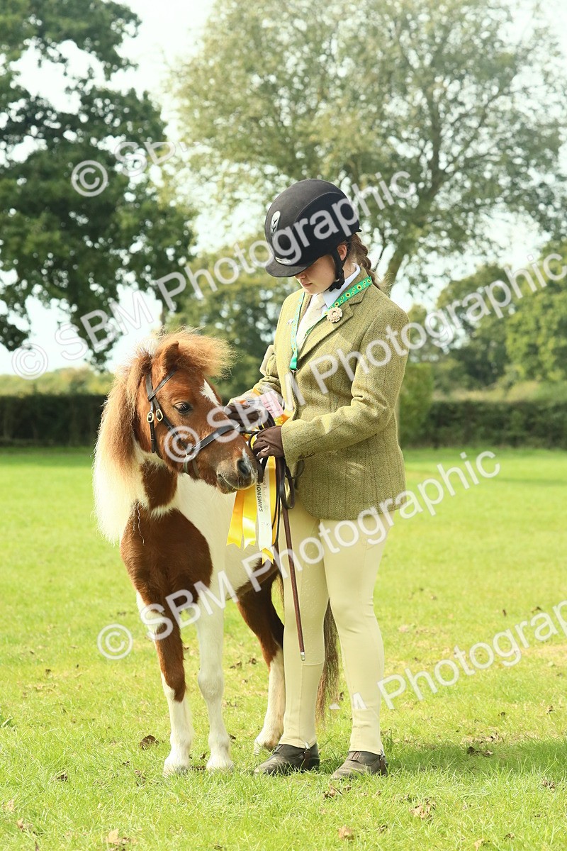SBM_66766 - S34 - Rehabilitated Rescue Horse & Pony In Hand & Ridden