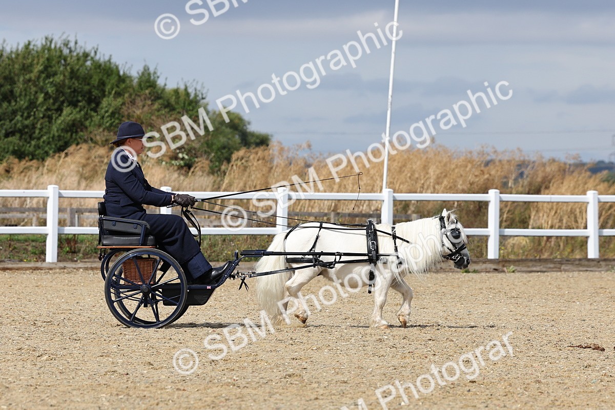 SBM_001088 - Class 14 - Shetland Ponies and Minatures