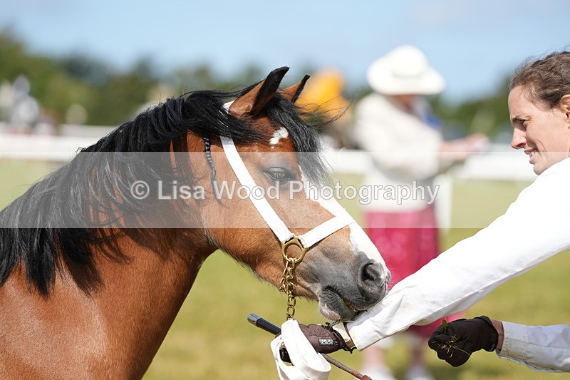 DSC05559 - Class 50: NPS M&M 4 years and over Small Breeds