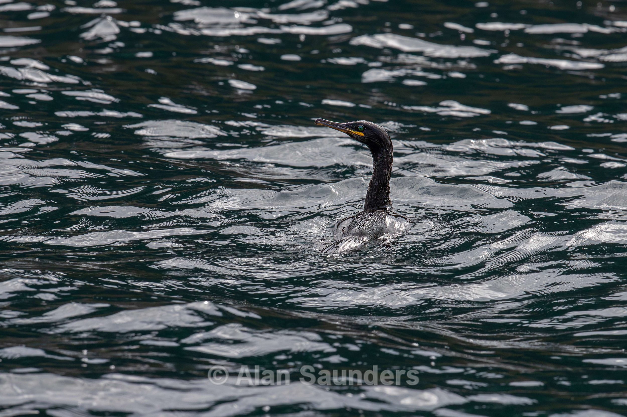 European Shag 6 (Gulosus aristotelis)