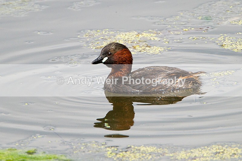 20140712-_MG_6677 - Gt. Crested & Little Grebes