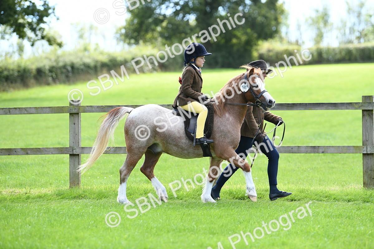 SBM_42498 - S20 - Lead Rein Mountain & Moorland Pony