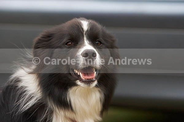  - Tendring Agility Group- St Osyth Summer Fete