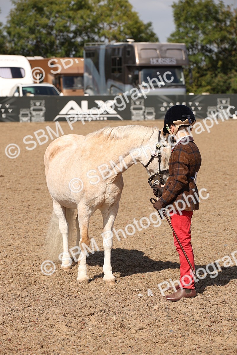 SBM_03058 - Class 17 Prettiest Mare IH or Ridden