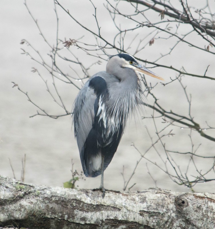 Great Blue Heron - Reifel Refuge