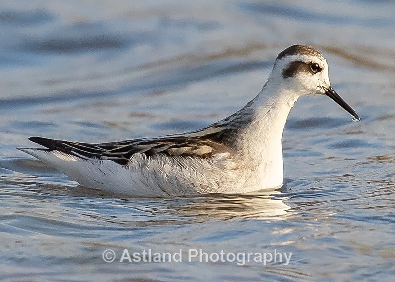 Astland Photography, Bird and Wildlife Images, Susan and Peter Wilson, U.K.