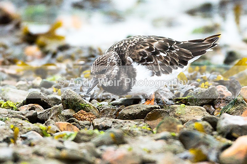 20130930-3K8A6339 - Turnstone