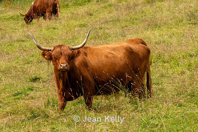Highland Cow - DSC_8846 - Cattle