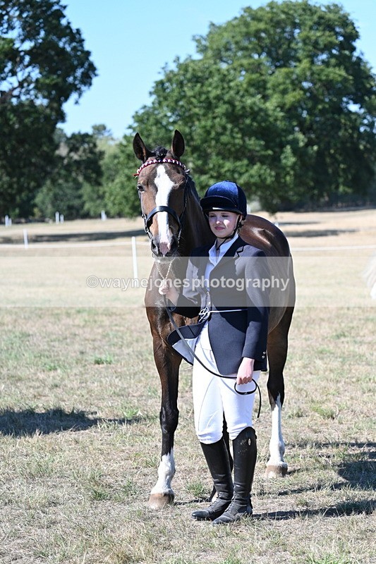 WJ7_1576 - Class 42 Most Handsome Gelding