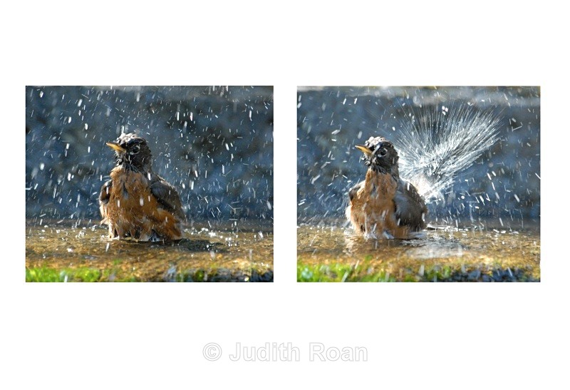Robin 1 - Backyard Bathing Birds