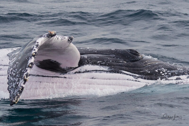 Humpback Eye 2. 0A3A0634 - 2025 Whales