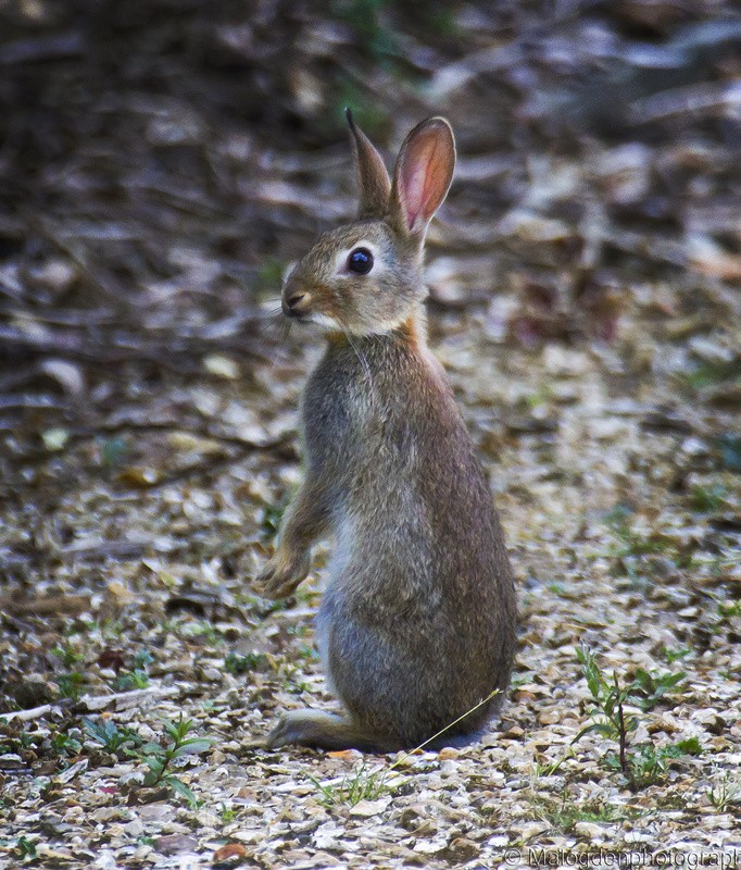 Rabbit - Flora & Fauna