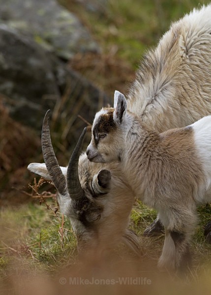 WELSH MOUNTAIN GOATS - MOUNTAIN GOATS (WELSH)