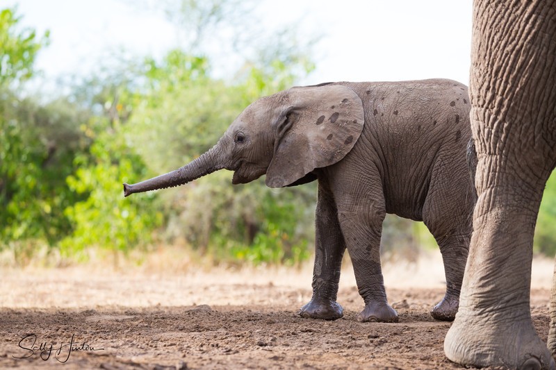 Elephant Baby 29