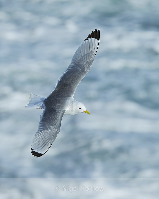 Kittiwake (breeding plumage) in flight over surf, Arnastapi, Iceland - Kittiwake
