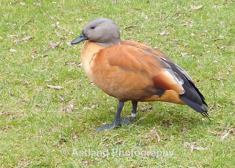 Astland Photography, Bird and Wildlife Images, Susan and Peter Wilson, U.K.