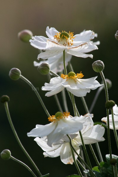 Flower  _FL020 - Wild Flowers,  plants & Fungus photography, Great Britain