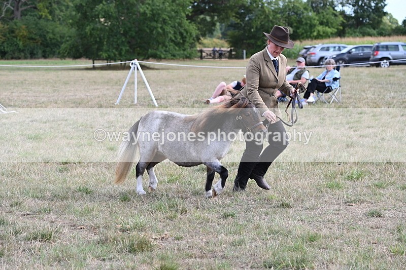 WJ6_6971 - Class 21 Shetland & Mini Horses