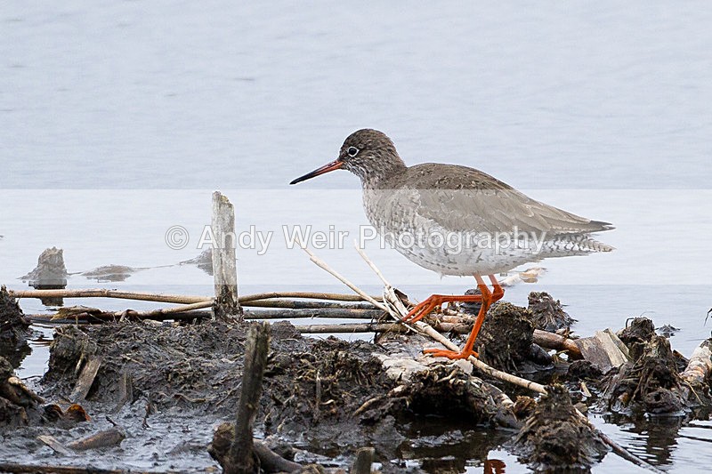 20130421-_MG_2939 - Other Waders
