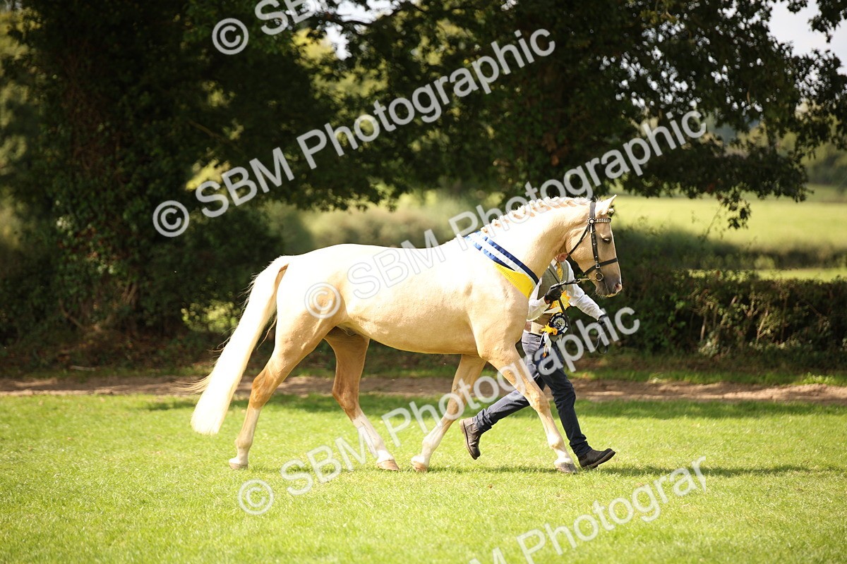 SBM_62974 - In Hand Horse Supreme Championship