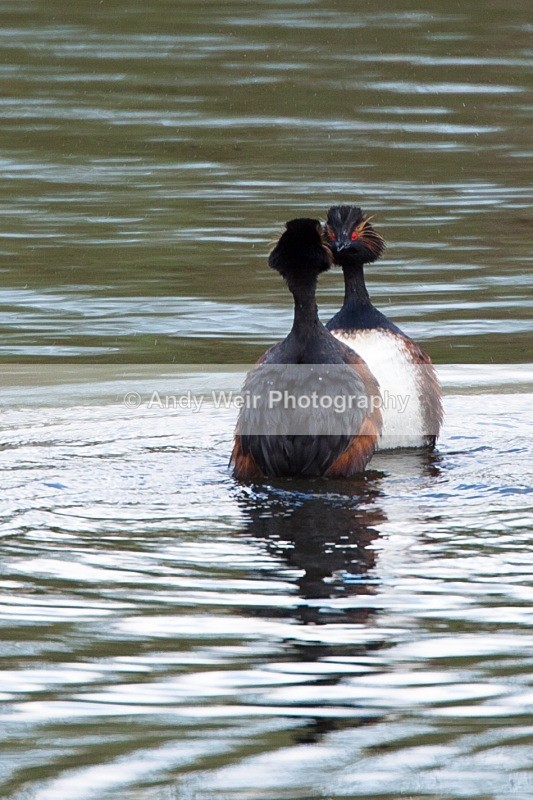 Black Necked Grebe Photograph
