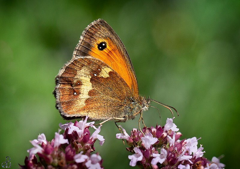 Macro photography by Diana Uzun