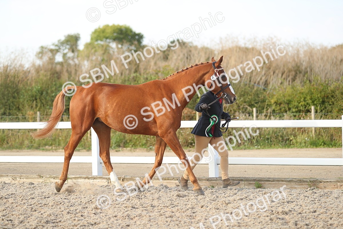 SBM_08728 - Class 28 - IH Veteran Horse