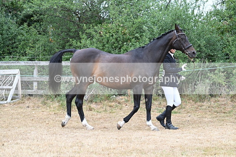 WJ7_9015 - Class 4a Prettiest Mare 14.2hh and over